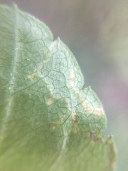 Phytomyza crassiseta