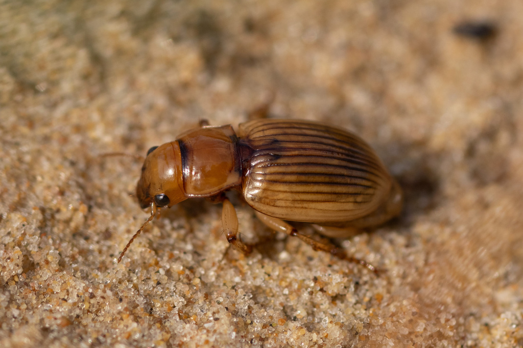 Homely Geopinus