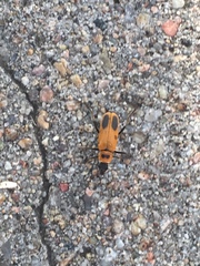 Chauliognathus pensylvanicus