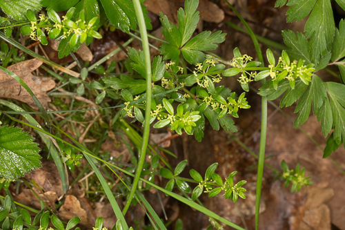 Cruciata glabra (Cruciata glabra)