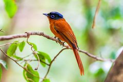 Terpsiphone mutata pretiosa