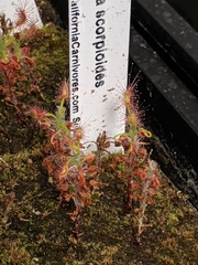 Drosera scorpioides