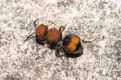 Pseudomethoca oceola