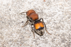 Pseudomethoca oceola