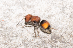 Pseudomethoca oceola
