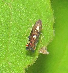 Diedrocephala variegata