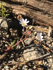 Lewisia triphylla