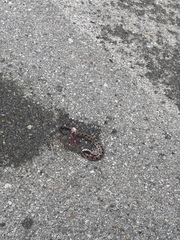 Sistrurus miliarius streckeri