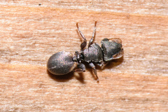 Cephalotes texanus