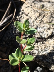 Polygonum minimum
