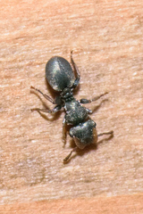 Cephalotes texanus