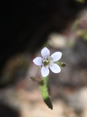 Allophyllum capillare