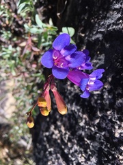 Penstemon azureus