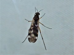 Sylvicola notatus