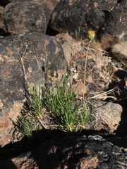 Erigeron bloomeri bloomeri
