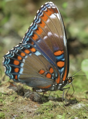 Red-spotted Admiral, photo 3 of 10