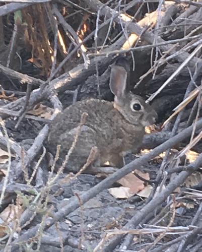 iNaturalist observation photo of Desert Cottontail