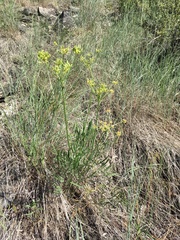 Lomatium triternatum