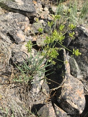 Lomatium triternatum
