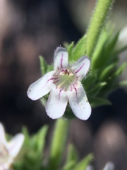 Penstemon sudans