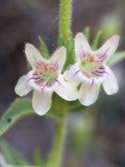 Penstemon sudans