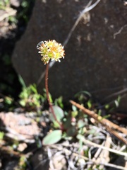 Micranthes aprica