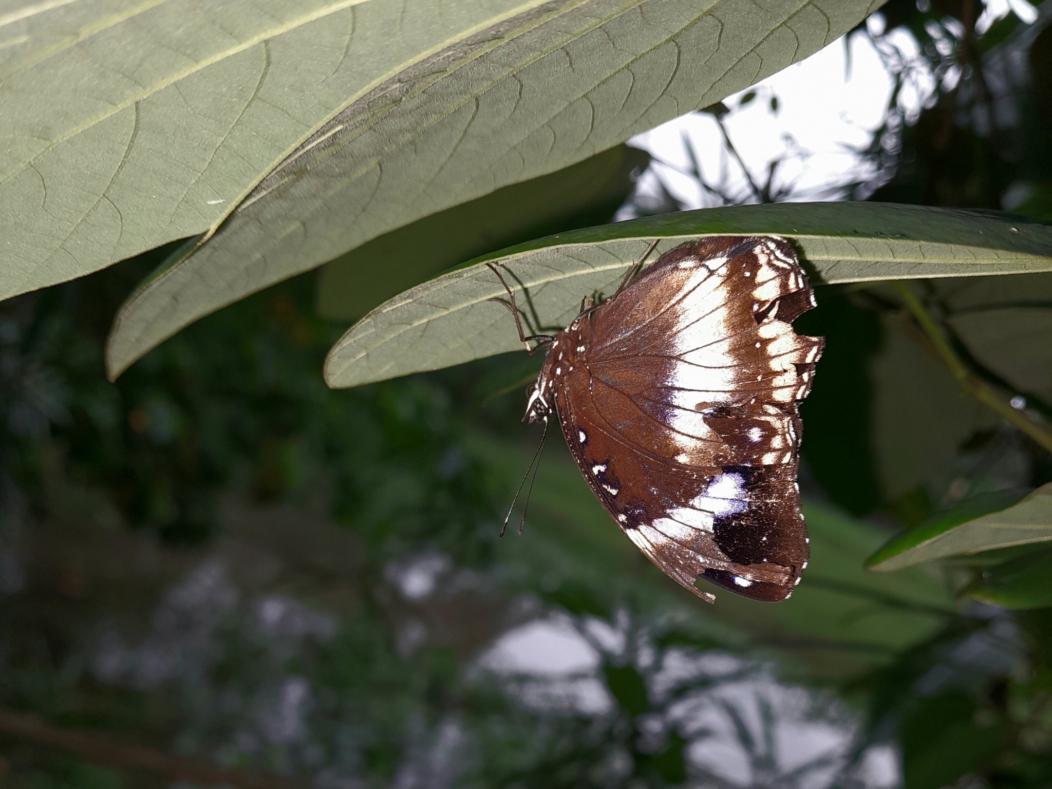 Great Eggfly