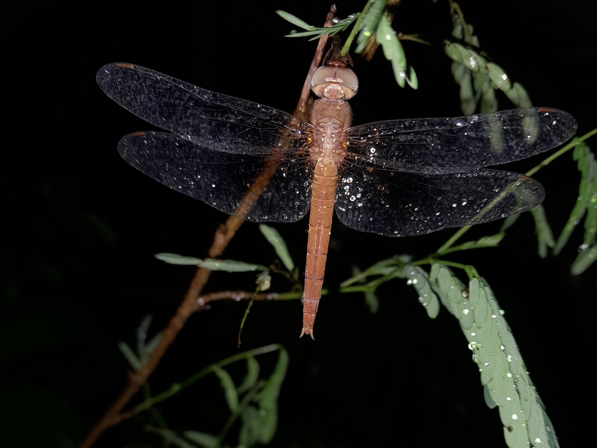 Coral-Tailed Cloudwing