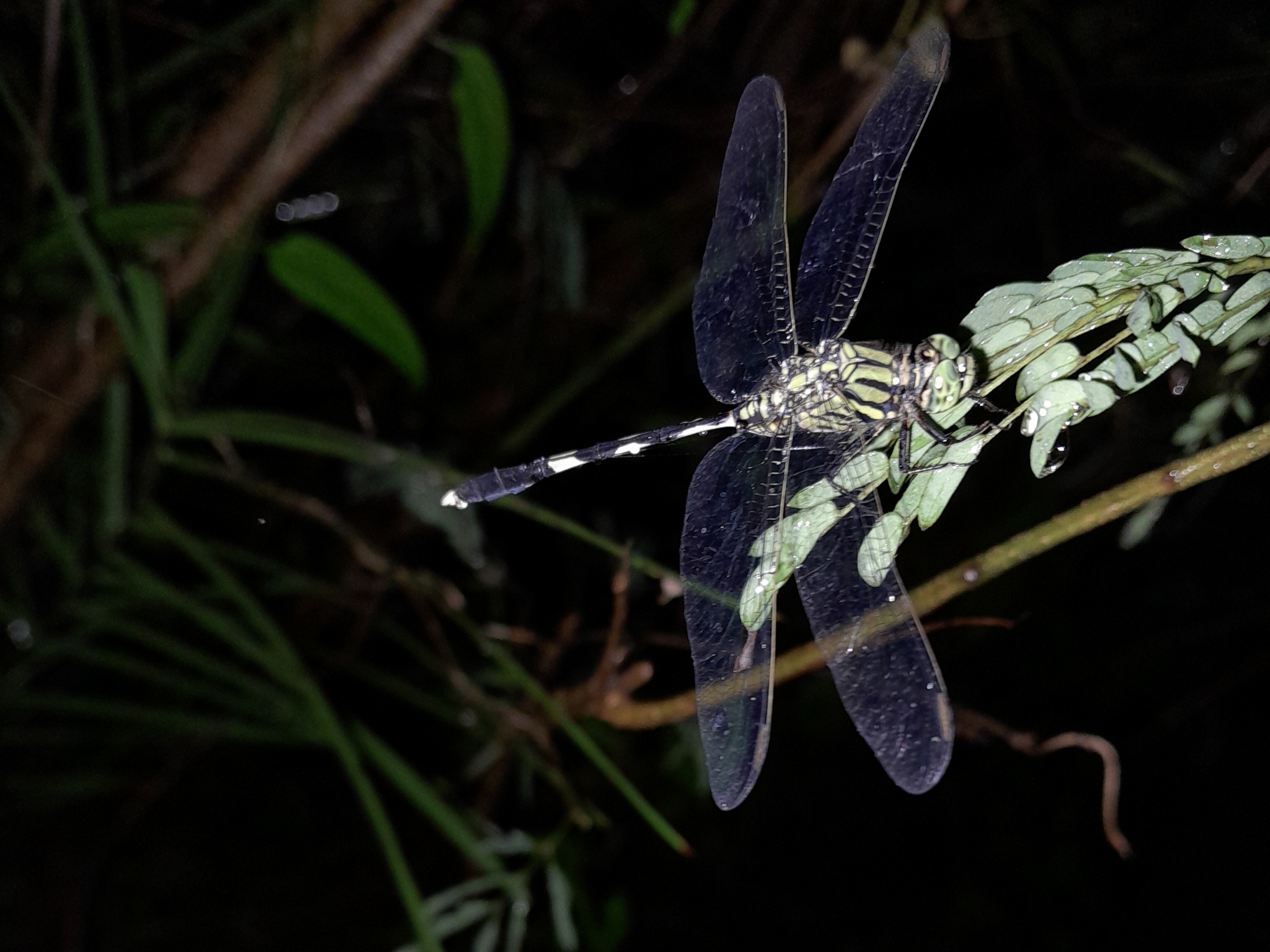 Slender Skimmer