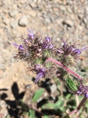 Phacelia mutabilis