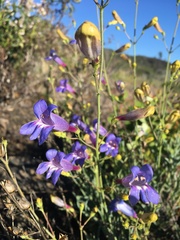 Penstemon neotericus