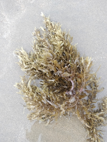 Photo of Common sargassum (Sargassum vulgare)