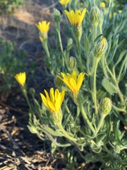 Heterotheca orovillosa