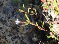 Allophyllum capillare