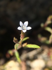 Allophyllum capillare