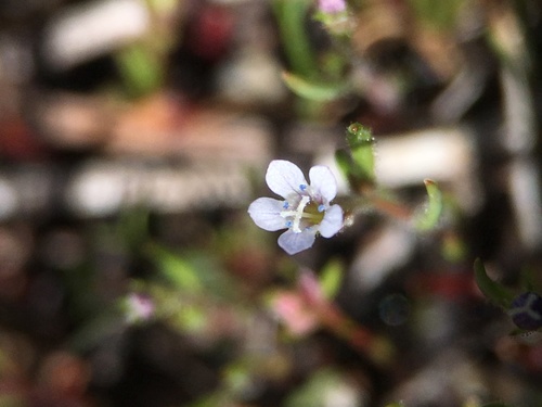 Image of Navarretia capillaris by (c) Matt Berger, some rights reserved (CC BY)