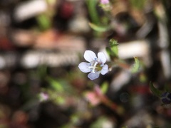 Allophyllum capillare