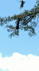 Cacicus chrysopterus