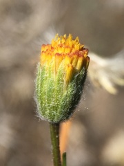 Erigeron bloomeri bloomeri