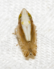 Scaphytopius elegans