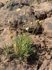 Erigeron bloomeri bloomeri