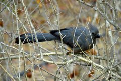 Corythaixoides concolor concolor