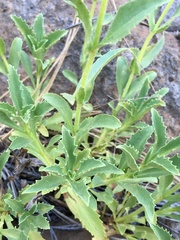 Penstemon sudans