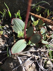Micranthes aprica