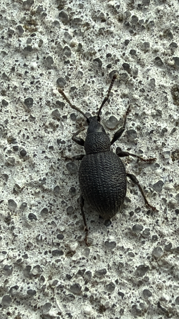Strawberry Root Weevil
