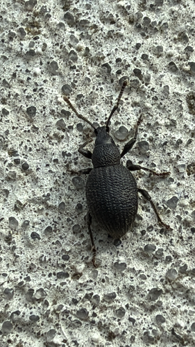 Strawberry Root Weevil