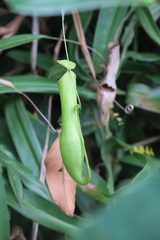 Nepenthes gracilis