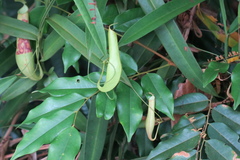 Nepenthes gracilis