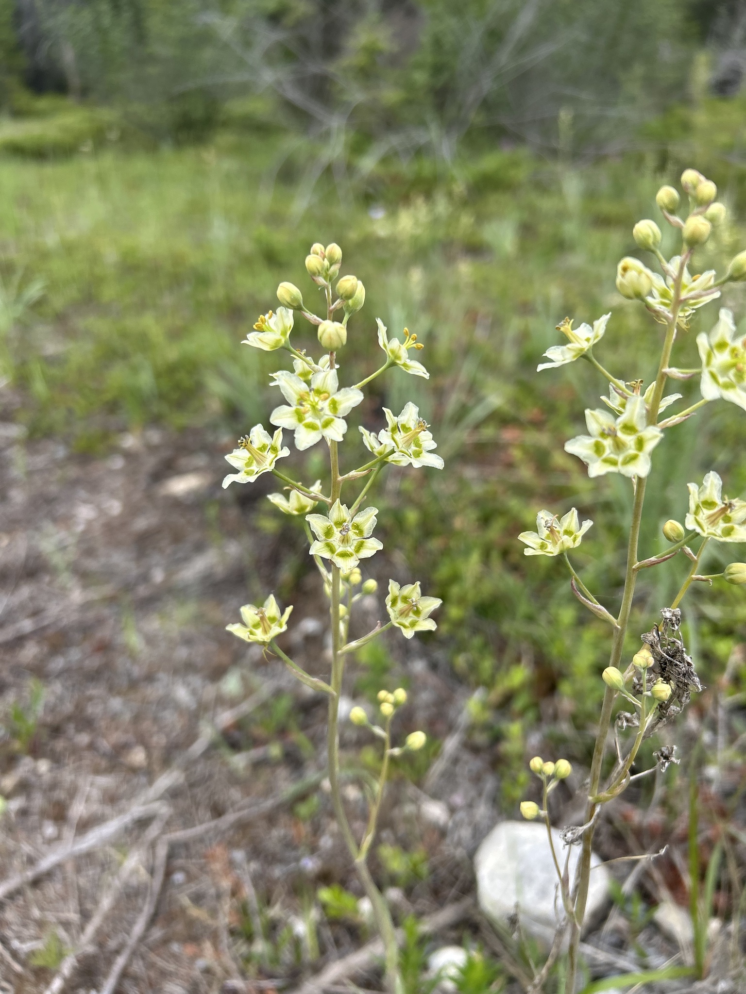 Anticlea elegans