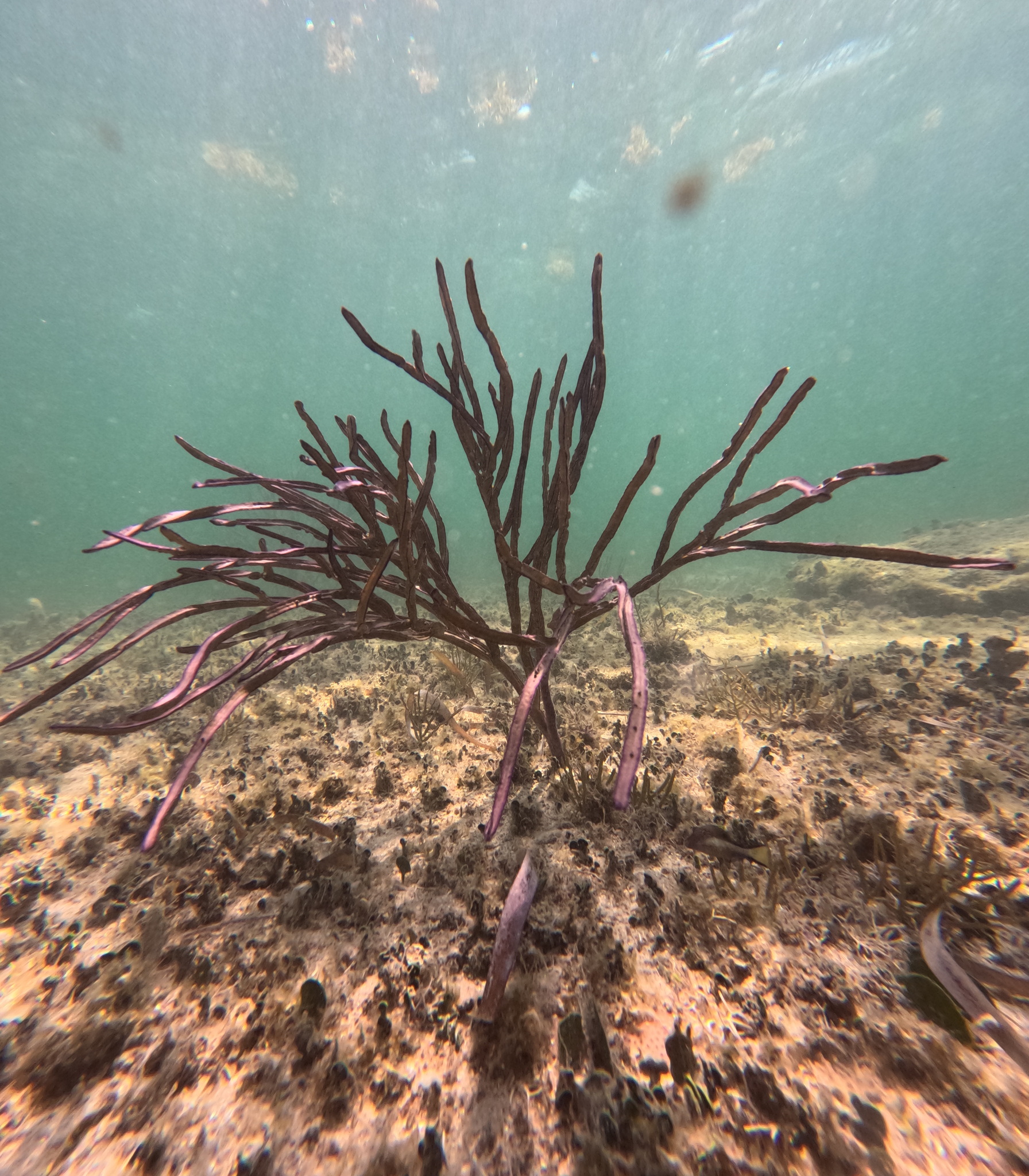 Pterogorgia anceps (Pallas, 1766)